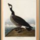 Poster about the Canada goose, based on an old engraving from 1827.