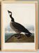Poster about the Canada goose, based on an old engraving from 1827.
