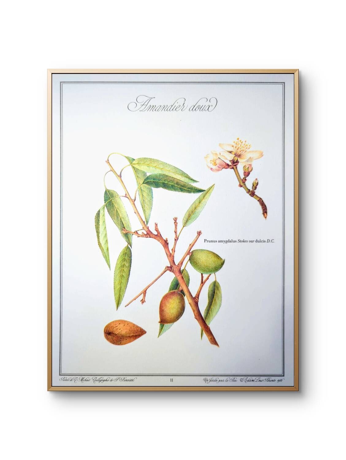 Printed in 1986, botanical plate of the Almond tree