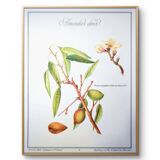 Printed in 1986, botanical plate of the Almond tree