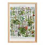 Poster on medicinal plants "mistletoe", based on a 1928 lithograph