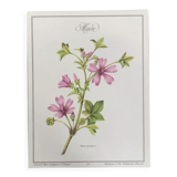 Botanical plate mauve