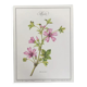 Planche botanique la mauve