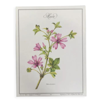 Botanical plate mauve