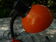 Orange and black arm metal table lamp flexible