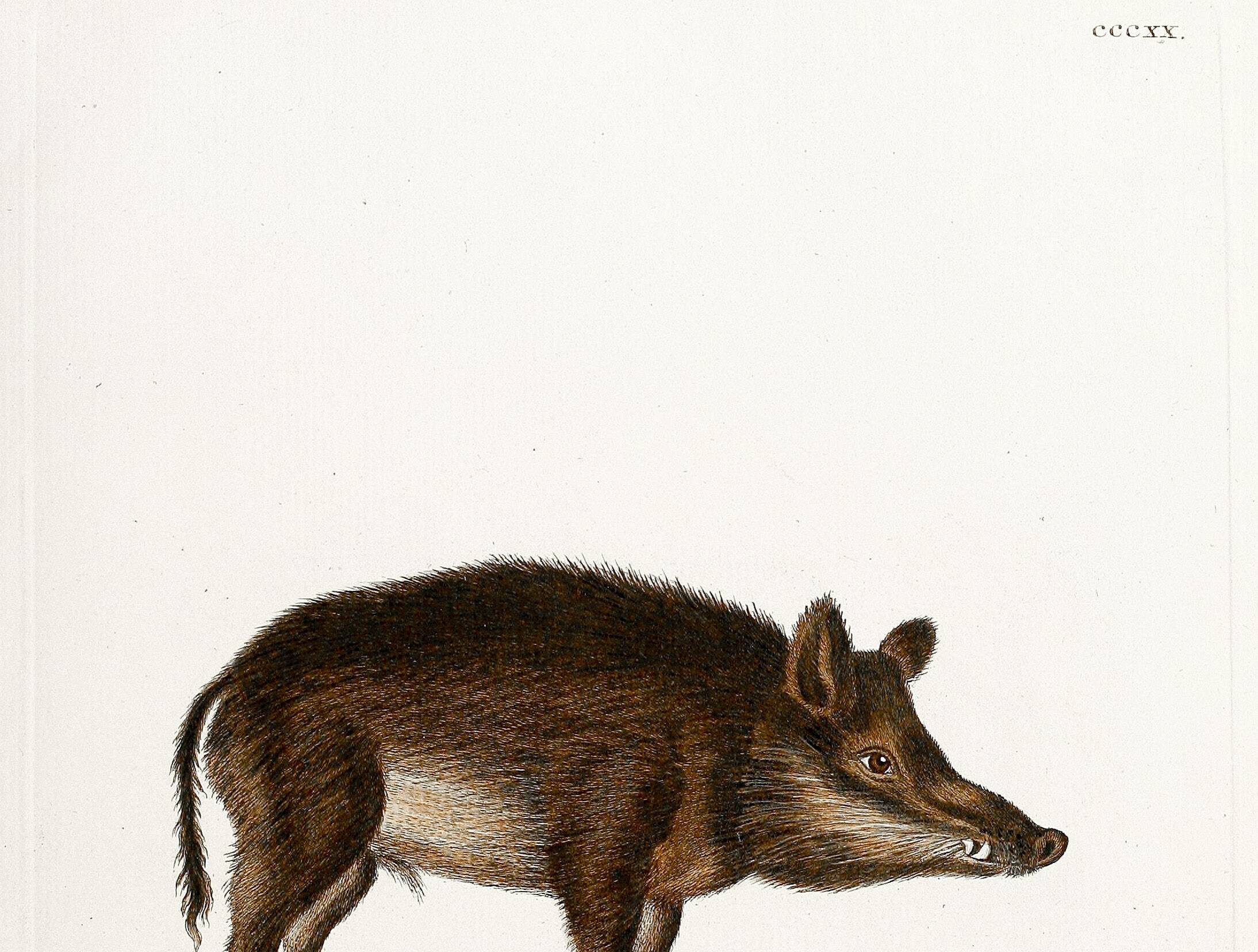 Poster about a wild boar, based on an old engraving from 1774.
