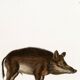 Poster about a wild boar, based on an old engraving from 1774.