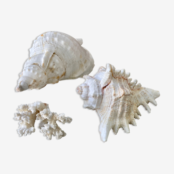 Shell composition