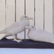 Pair of seagulls in Sèvres porcelain, crinkled glaze.