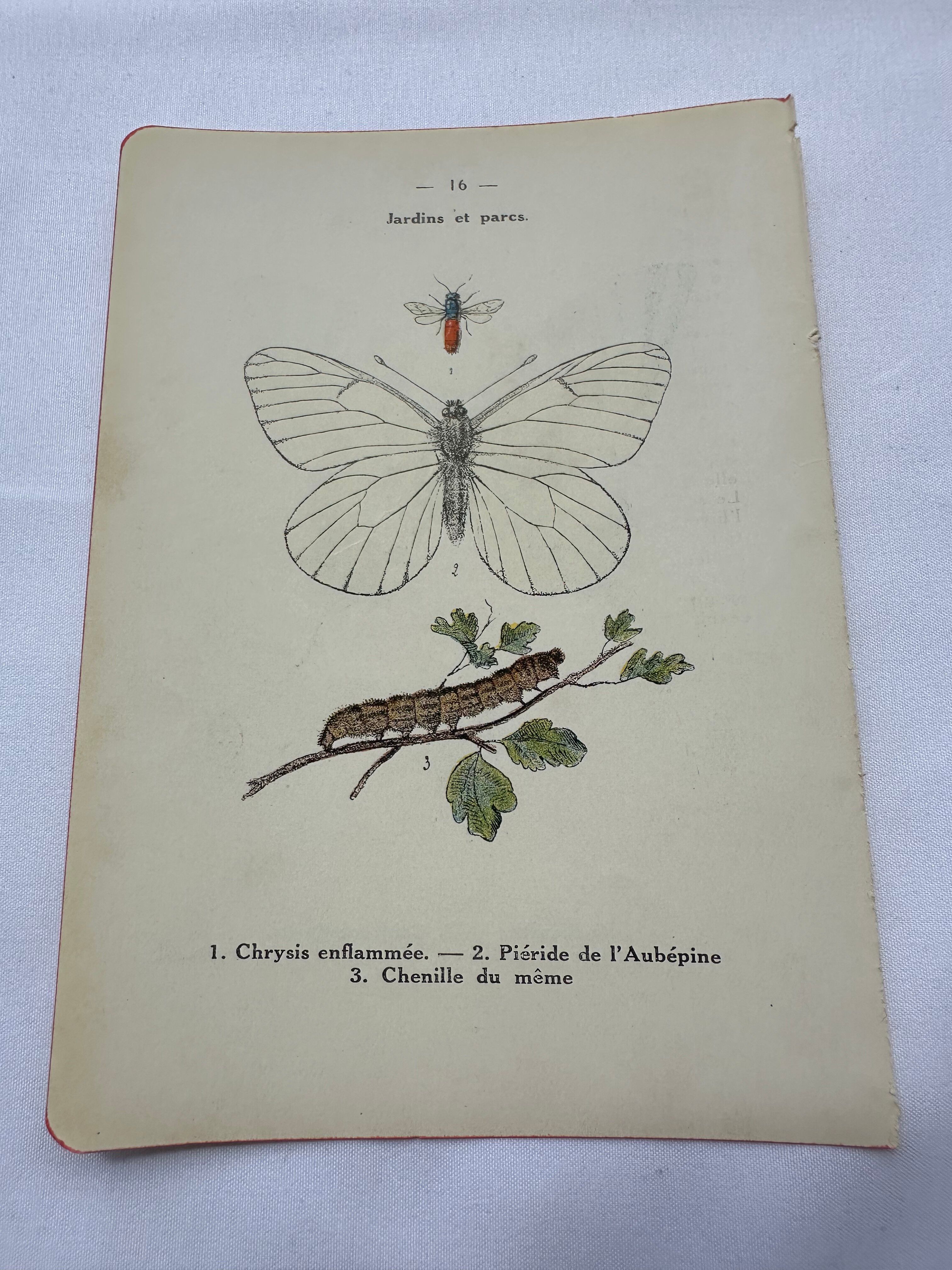 Old botanical lithograph naturalist double-sided