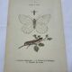 Old botanical lithograph naturalist double-sided