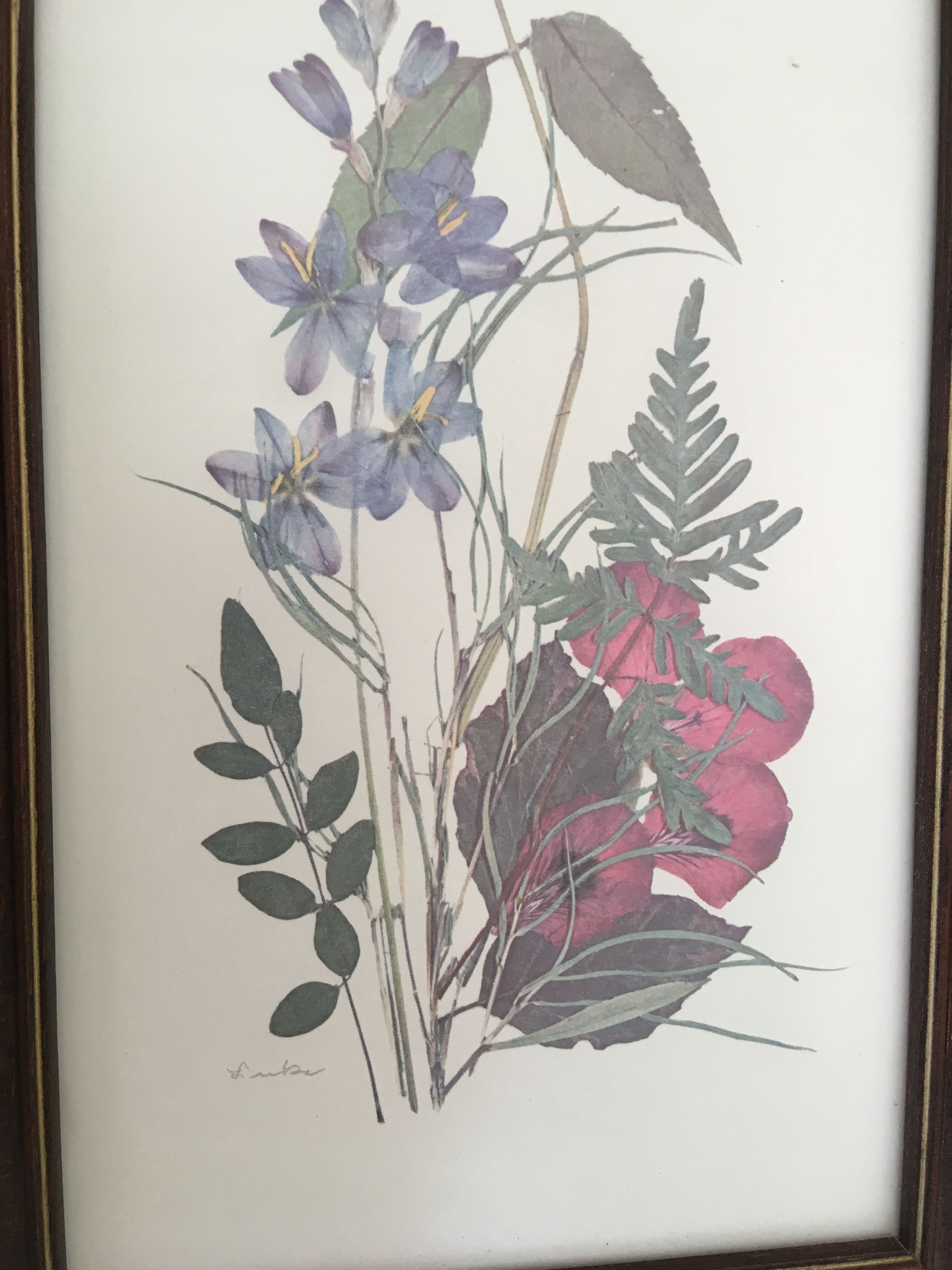 Botanical engraving of vintage flowers in its frame
