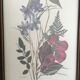 Botanical engraving of vintage flowers in its frame