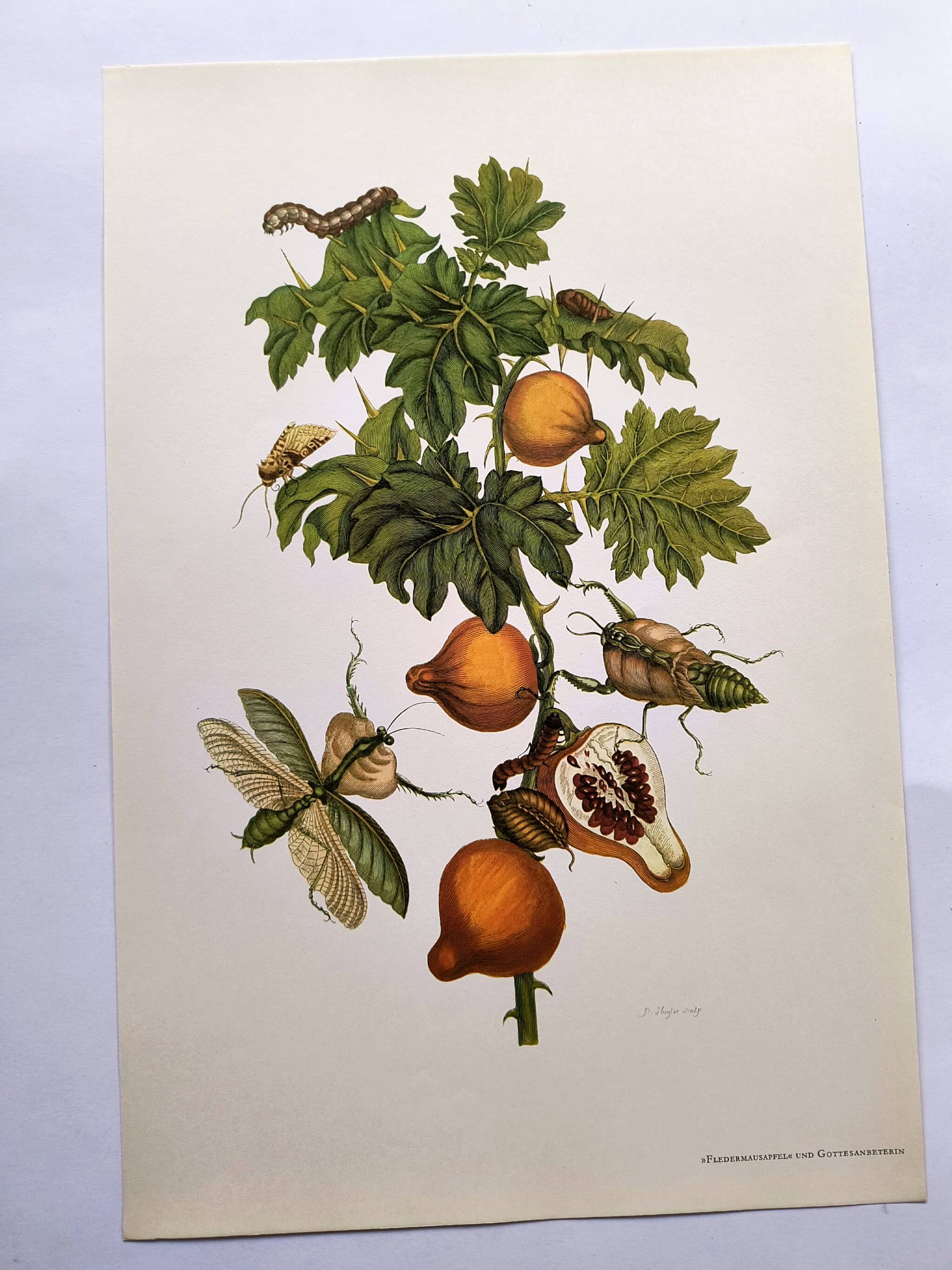 Vintage illustration - Pomegranate and insects - by Merian