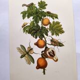 Vintage illustration - Pomegranate and insects - by Merian