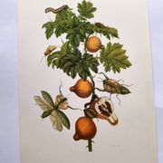 Vintage illustration - Pomegranate and insects - by Merian