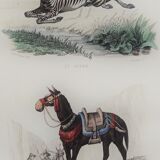 Original zoological plank "Zebra and Mulet" Buffon 1840