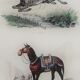 Original zoological plank "Zebra and Mulet" Buffon 1840