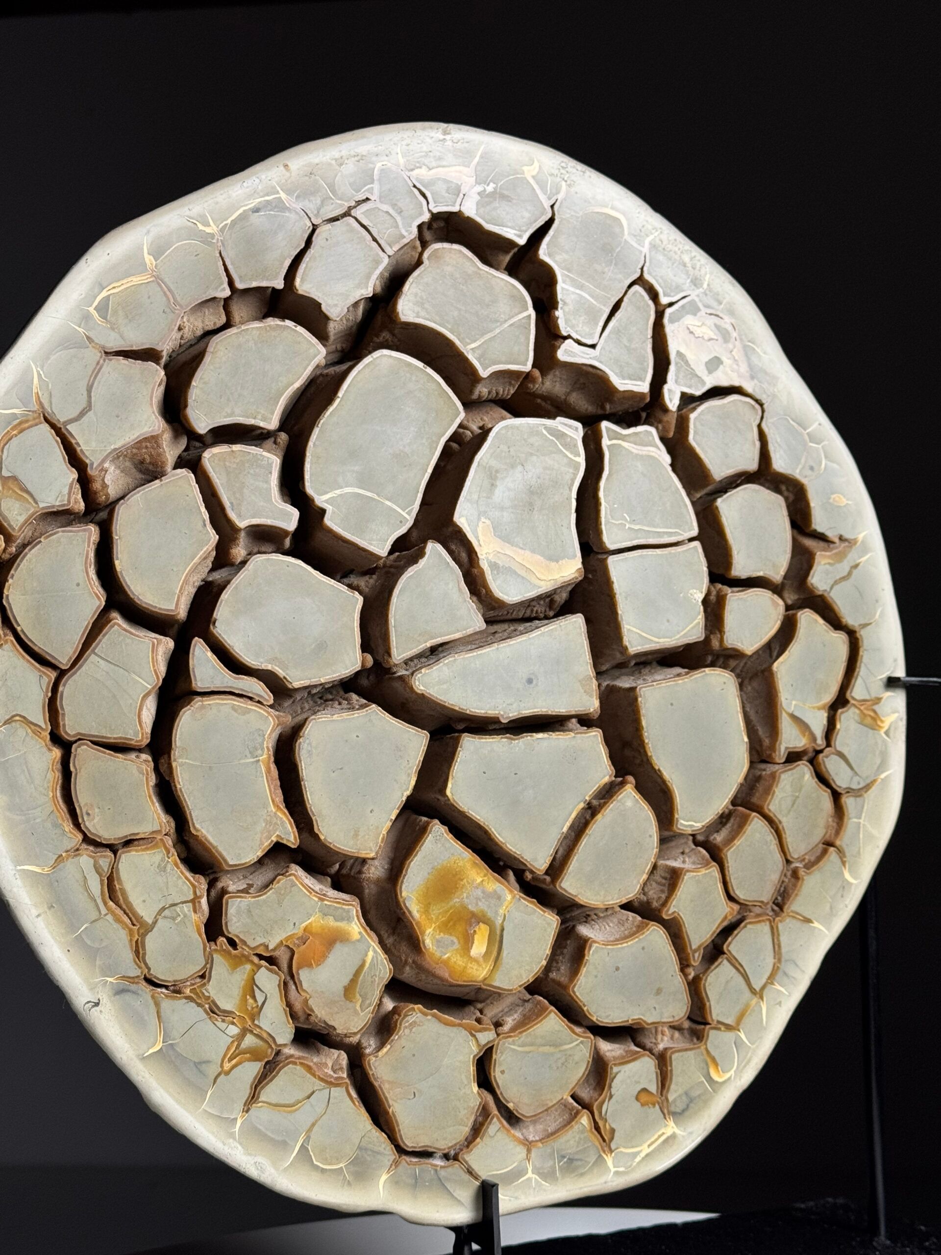 Septaria nodule on custom stand