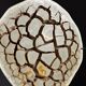 Septaria nodule on custom stand
