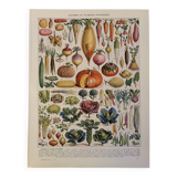 Planche illustrée sur les légumes et plantes potagères - 1930
