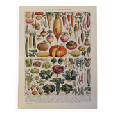 Illustrated plate of vegetables and vegetable plants - 1930