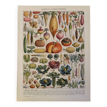 Illustrated plate of vegetables and vegetable plants - 1930
