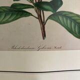 Rhododendron botanical poster