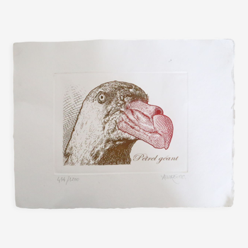 Print, numbered and signed, giant petrel, 1970