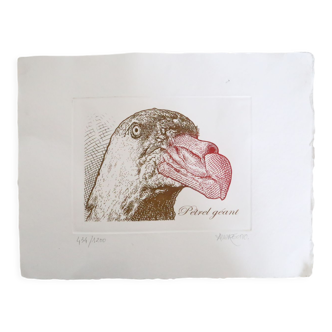 Print, numbered and signed, giant petrel, 1970