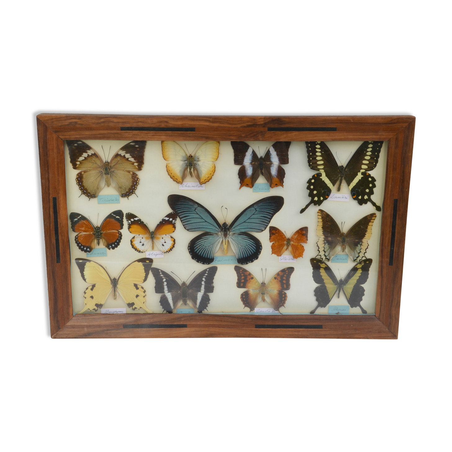 Table mounted butterflies