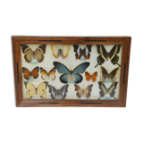 Table mounted butterflies