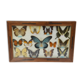 Table mounted butterflies