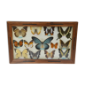 Table mounted butterflies