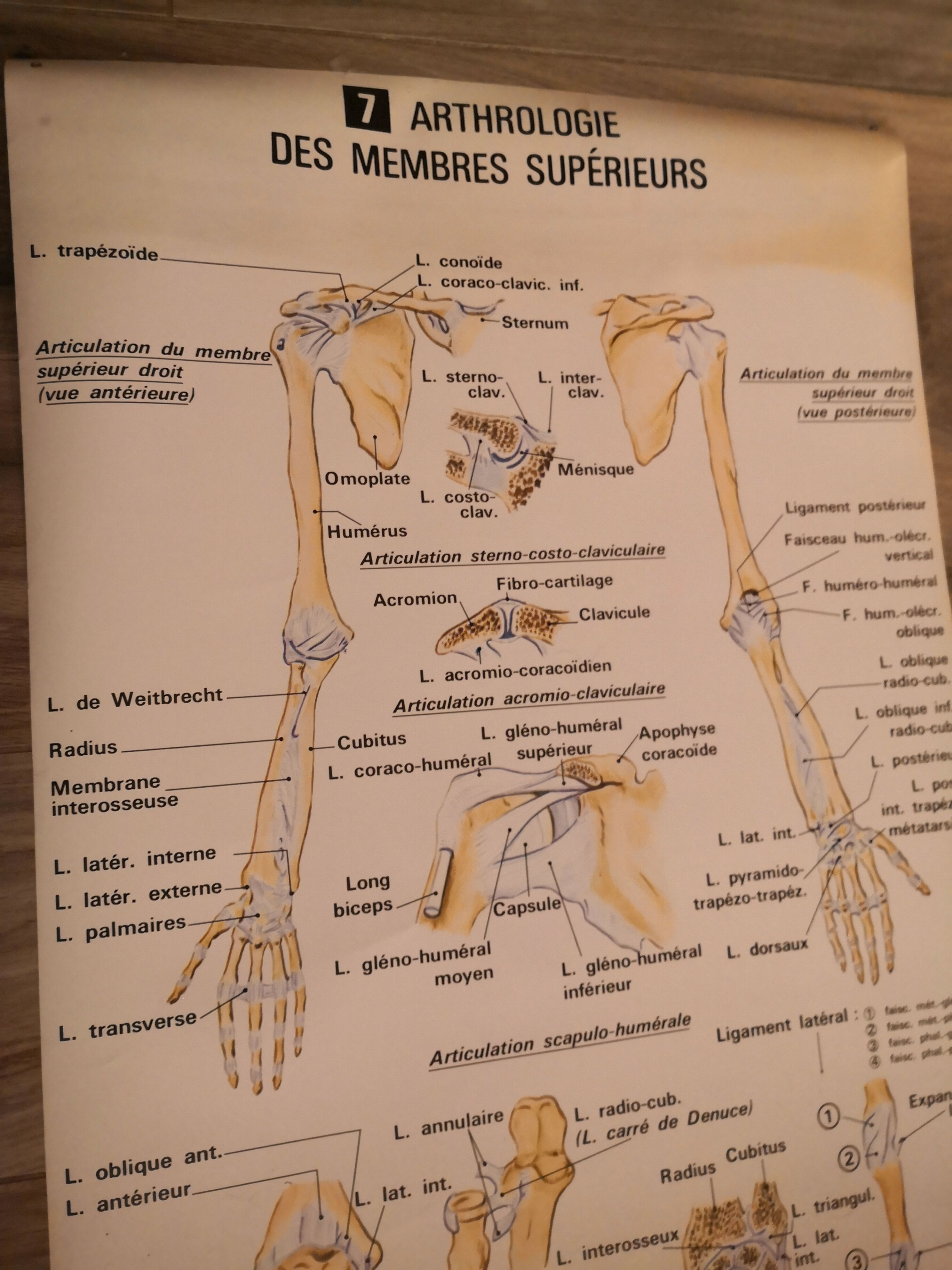 Anatomical poster 70's