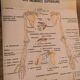 Anatomical poster 70's