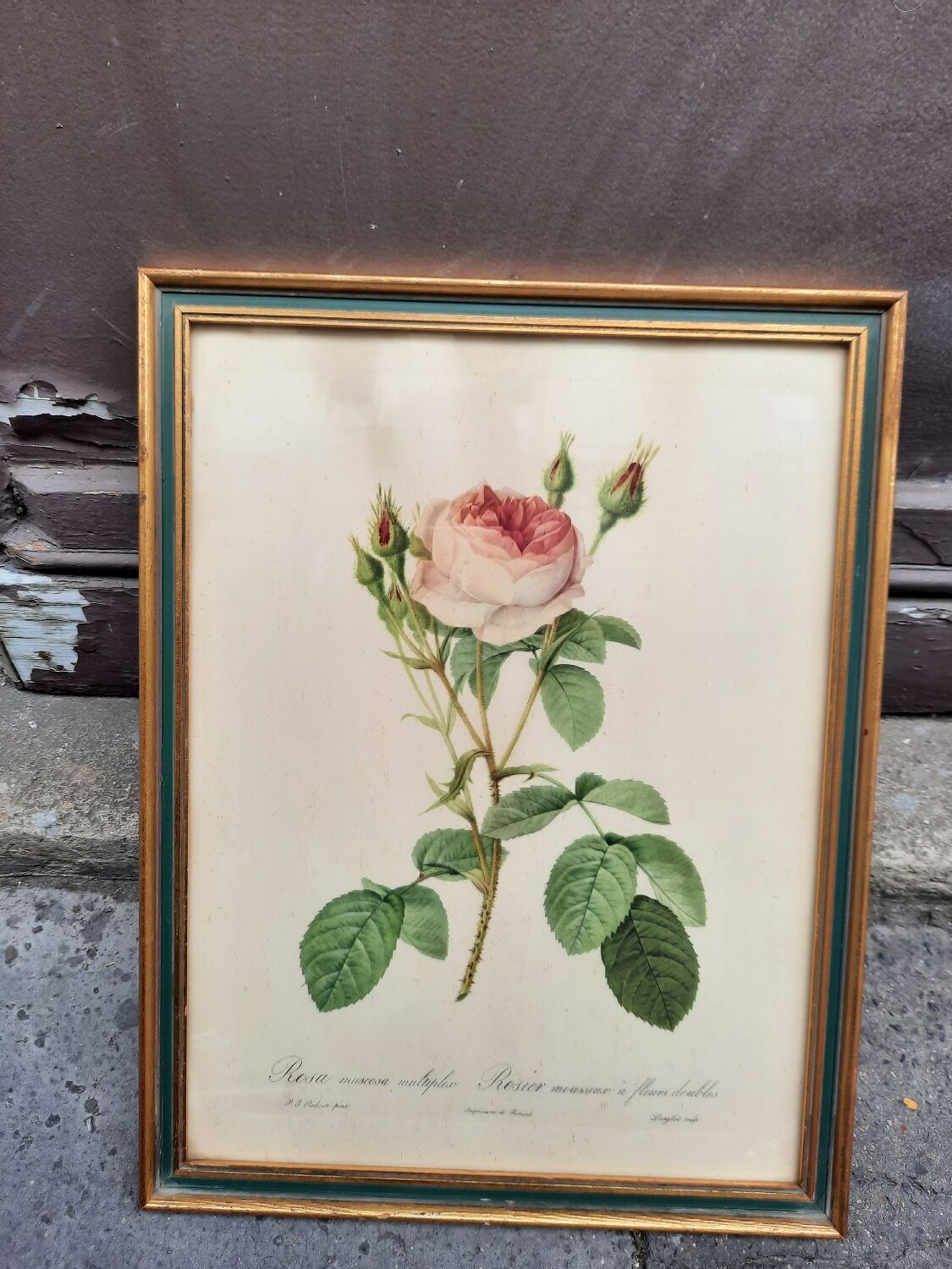 Framed botanical plate