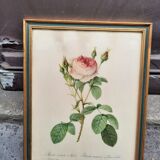 Framed botanical plate
