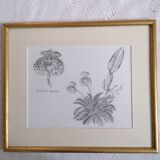 Botanical style orchid drawing.