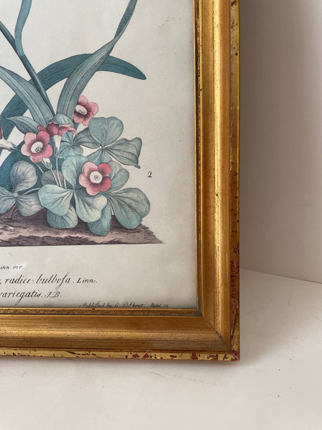 Vintage botanical poster