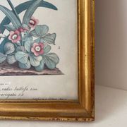 Vintage botanical poster