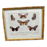 Butterfly frame