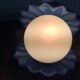 Shell lamp