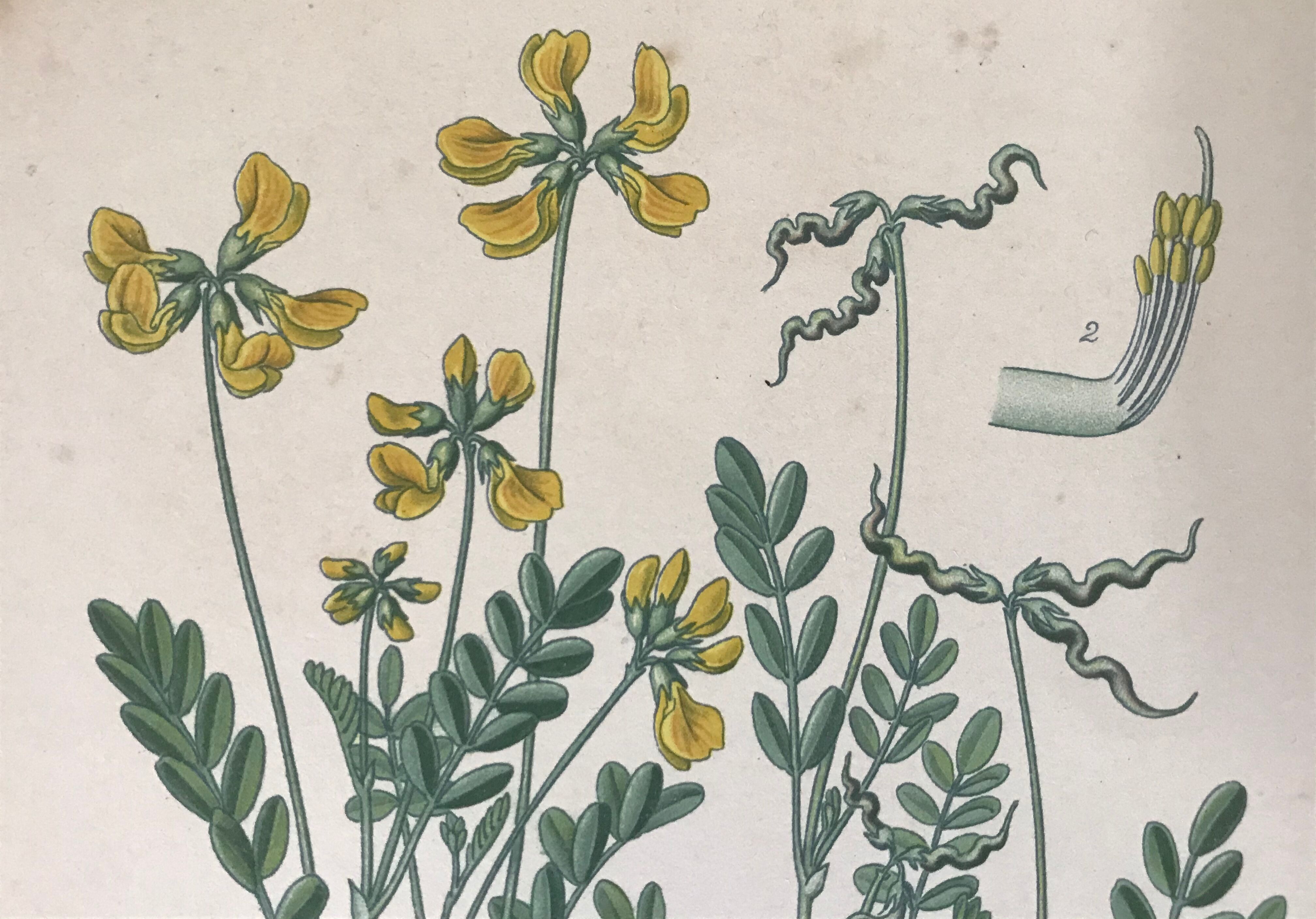 Planches botaniques de fleurs jaunes 1891