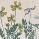 Planches botaniques de fleurs jaunes 1891
