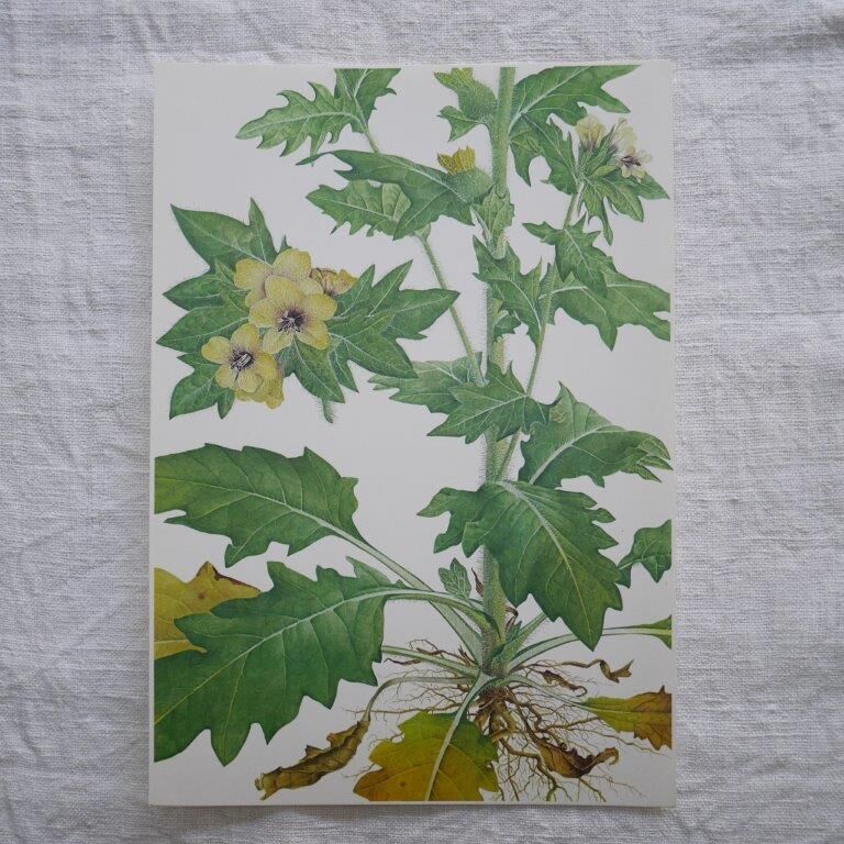 Set of 2 botanical plates Geigy, thorny apple and black henbath