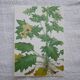 Set of 2 botanical plates Geigy, thorny apple and black henbath
