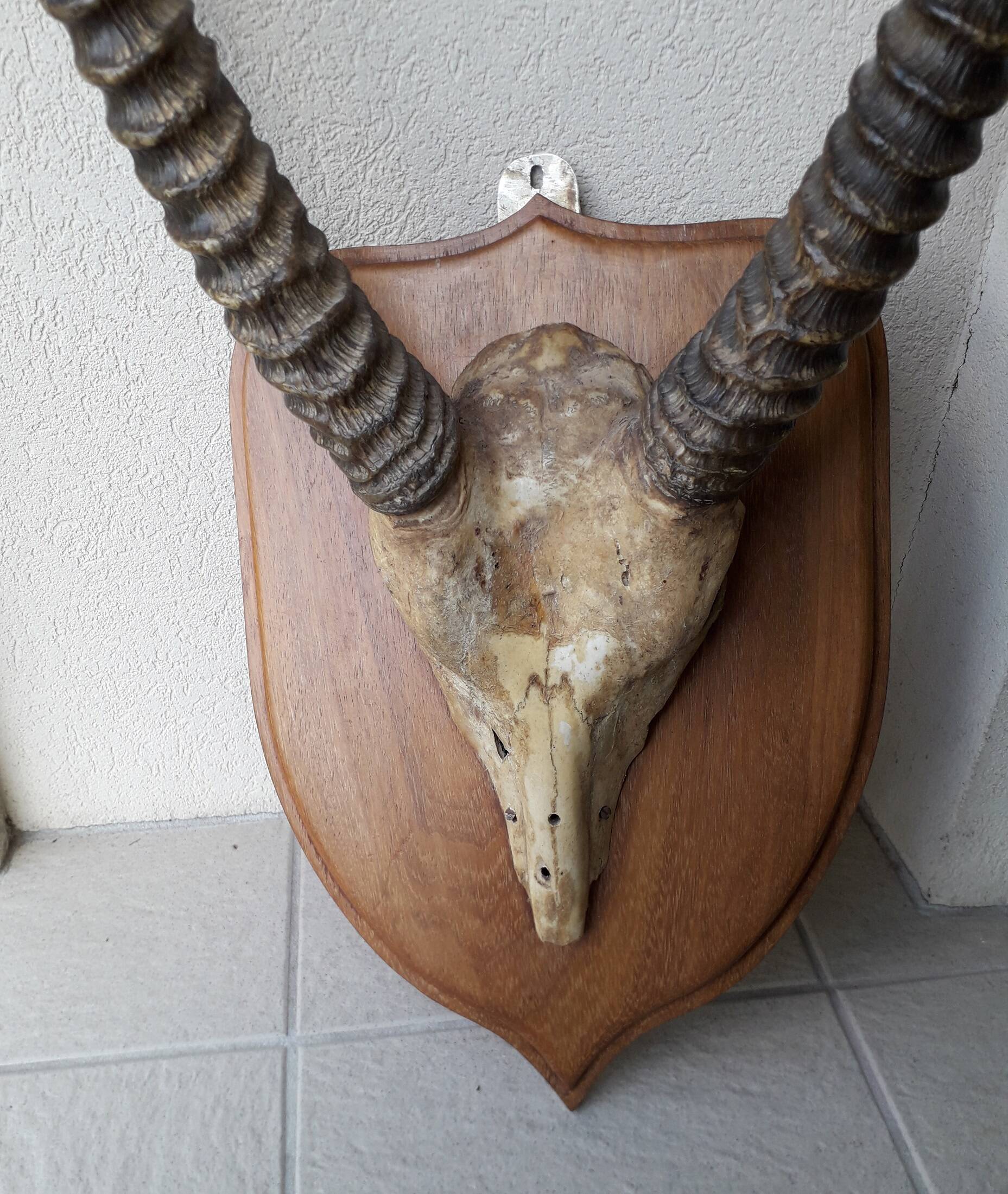 Trophée cornes d'Afrique
