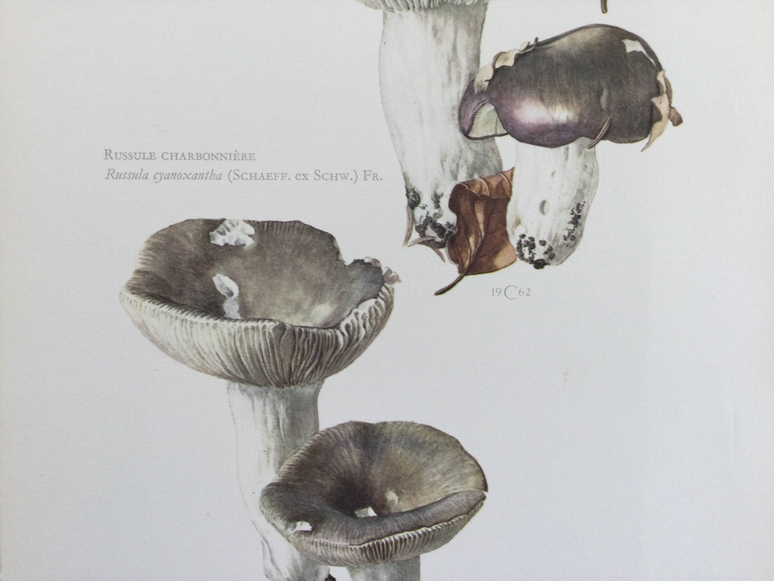 Botanical Illustration Mushrooms Russula Vintage Print 60s