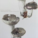 Botanical Illustration Mushrooms Russula Vintage Print 60s
